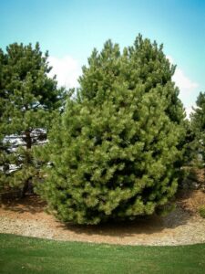 Сосна Чёрная (Pinus Nigra) купить по цене от 270.00р. в интернет-магазине «Посадика» с доставкой почтой в в Гуковое и по всей России – [изображение №1].