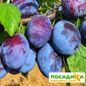 Слива Чачакская ранняя купить по цене от 229.00р. в интернет-магазине «Посадика» с доставкой почтой в в Гуковое и по всей России – [изображение №1].