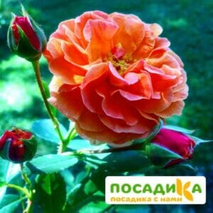 Роза Арабия купить по цене от 350.00р. в интернет-магазине «Посадика» с доставкой почтой в в Гуковое и по всей России – [изображение №1].