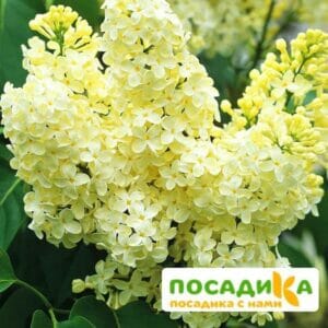 Сирень Примроуз (Primrose) купить по цене от 529.00р. в интернет-магазине «Посадика» с доставкой почтой в в Гуковое и по всей России – [изображение №1].