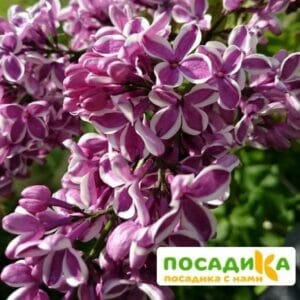 Сирень Сенсация купить по цене от 529.00р. в интернет-магазине «Посадика» с доставкой почтой в в Гуковое и по всей России – [изображение №1].