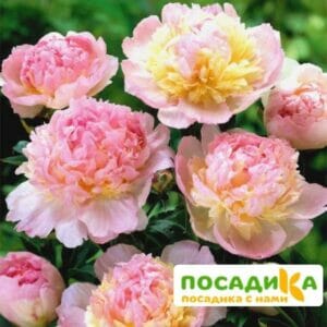 Пион Распберри Сандей (Paeonia Raspberry Sundae) купить по цене от 959р. в интернет-магазине «Посадика» с доставкой почтой в в Гуковое и по всей России – [изображение №1].