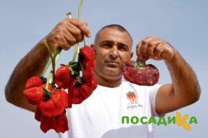 Клубника Гигант Джорнея купить по цене от 266р. в интернет-магазине «Посадика» с доставкой почтой в в Гуковое и по всей России – [изображение №1].