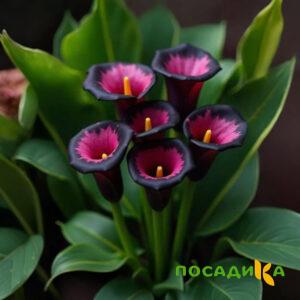 Калла Аура Лейс купить по цене от 400р. в интернет-магазине «Посадика» с доставкой почтой в в Гуковое и по всей России – [изображение №1].