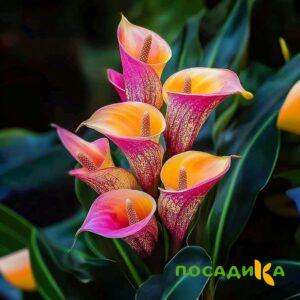 Калла Оникс купить по цене от 450р. в интернет-магазине «Посадика» с доставкой почтой в в Гуковое и по всей России – [изображение №1].