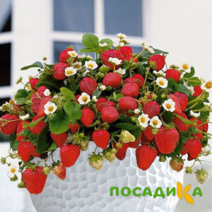 Клубника Рубиновый Шепот (горшечная) купить по цене от 240р. в интернет-магазине «Посадика» с доставкой почтой в в Гуковое и по всей России – [изображение №1].