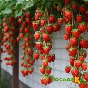 Клубника вьющаяся Комплимент купить по цене от 470р. в интернет-магазине «Посадика» с доставкой почтой в в Гуковое и по всей России – [изображение №1].