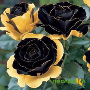 Роза Ханни Сикл купить по цене от 700р. в интернет-магазине «Посадика» с доставкой почтой в в Гуковое и по всей России – [изображение №1].