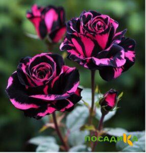 Роза Багровый Шепот купить по цене от 366р. в интернет-магазине «Посадика» с доставкой почтой в в Гуковое и по всей России – [изображение №1].