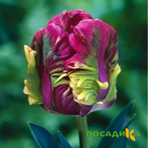 Тюльпан Экзотик Хэвен купить по цене от 186р. в интернет-магазине «Посадика» с доставкой почтой в в Гуковое и по всей России – [изображение №1].