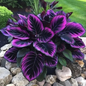 Хоста Люминоза купить по цене от 450р. в интернет-магазине «Посадика» с доставкой почтой в в Гуковое и по всей России – [изображение №1].